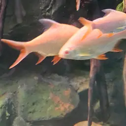 Red-tail Tinfoil Barb, photo 5