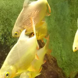 Red-tail Tinfoil Barb, photo 6