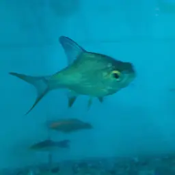 Red-tail Tinfoil Barb, photo 7