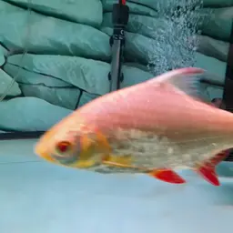 Red-tail Tinfoil Barb, photo 8
