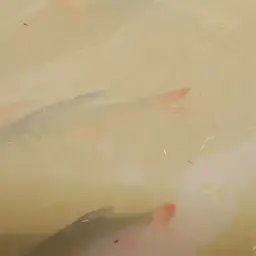 Red-tail Tinfoil Barb, photo 9