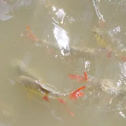 Red-tail Tinfoil Barb, photo 10