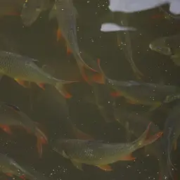 Red-tail Tinfoil Barb, photo 11