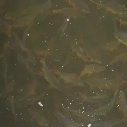 Red-tail Tinfoil Barb, photo 12