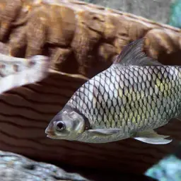 Java Barb, photo 1