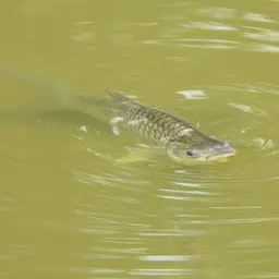 Java Barb, photo 3
