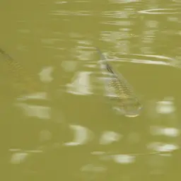 Java Barb, photo 4