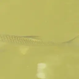 Java Barb, photo 5