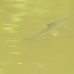Java Barb, photo 6