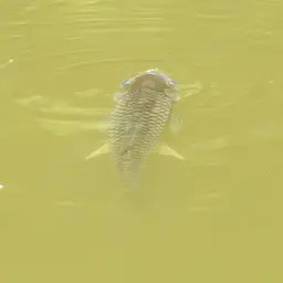 Java Barb, photo 7