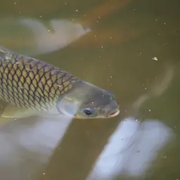 Java Barb, photo 10