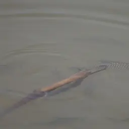 Java Barb, photo 11