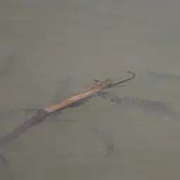 Java Barb, photo 12