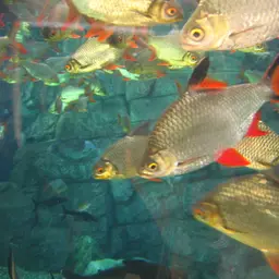 Tinfoil Barb