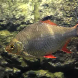 Tinfoil Barb, photo 2