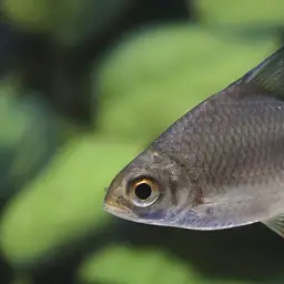 Tinfoil Barb, photo 3
