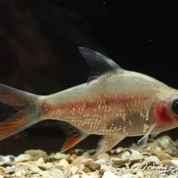 Tinfoil Barb, photo 4