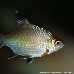 Tinfoil Barb, photo 5