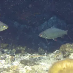 Tinfoil Barb, photo 10