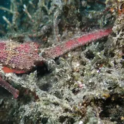 Barbour's Seahorse