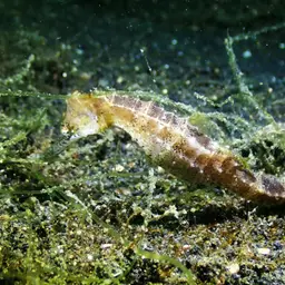 Barbour's Seahorse, photo 2