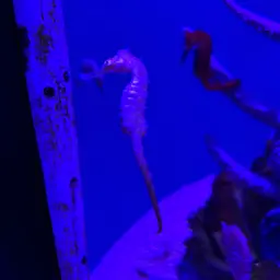 Barbour's Seahorse, photo 3