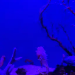 Barbour's Seahorse, photo 4