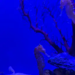 Barbour's Seahorse, photo 5