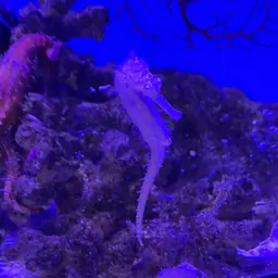 Barbour's Seahorse, photo 6