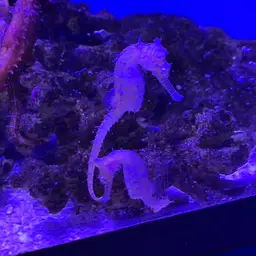 Barbour's Seahorse, photo 7