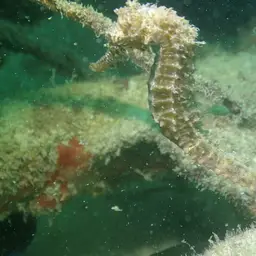 Barbour's Seahorse, photo 9