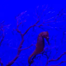 Barbour's Seahorse, photo 10