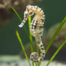 Barbour's Seahorse, photo 11