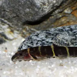 Scooter Loach