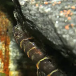 Scooter Loach, photo 2