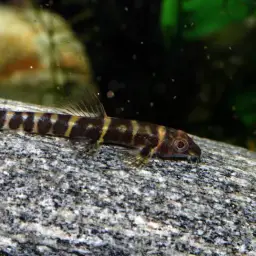 Scooter Loach, photo 3