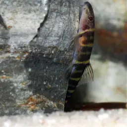 Scooter Loach, photo 4