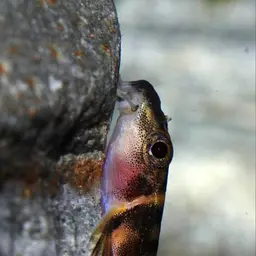 Scooter Loach, photo 5