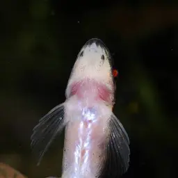Scooter Loach, photo 6