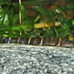 Scooter Loach, photo 7
