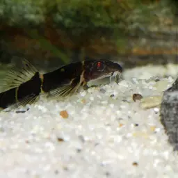 Scooter Loach, photo 8