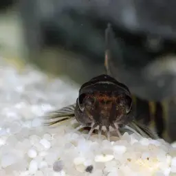 Scooter Loach, photo 9