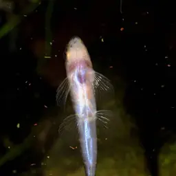 Scooter Loach, photo 10