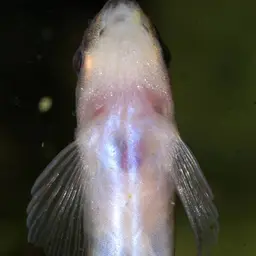Scooter Loach, photo 11