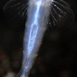 Scooter Loach, photo 12