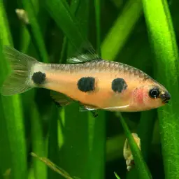 Blacknose Butterfly Barb, photo 1