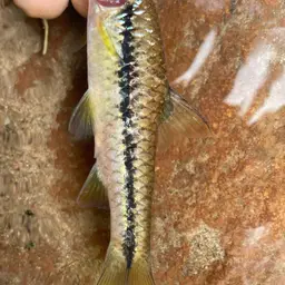 Orange-fin Barb