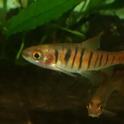 Blue Banded Barb
