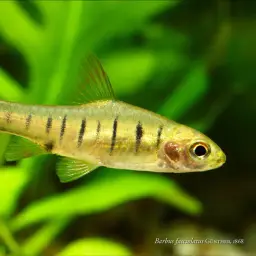 Blue Banded Barb, photo 2