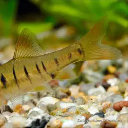 Blue Banded Barb, photo 3